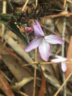 Image de Pseuderanthemum variabile (R. Br.) Radlk.