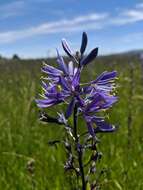 Imagem de Camassia quamash subsp. breviflora Gould