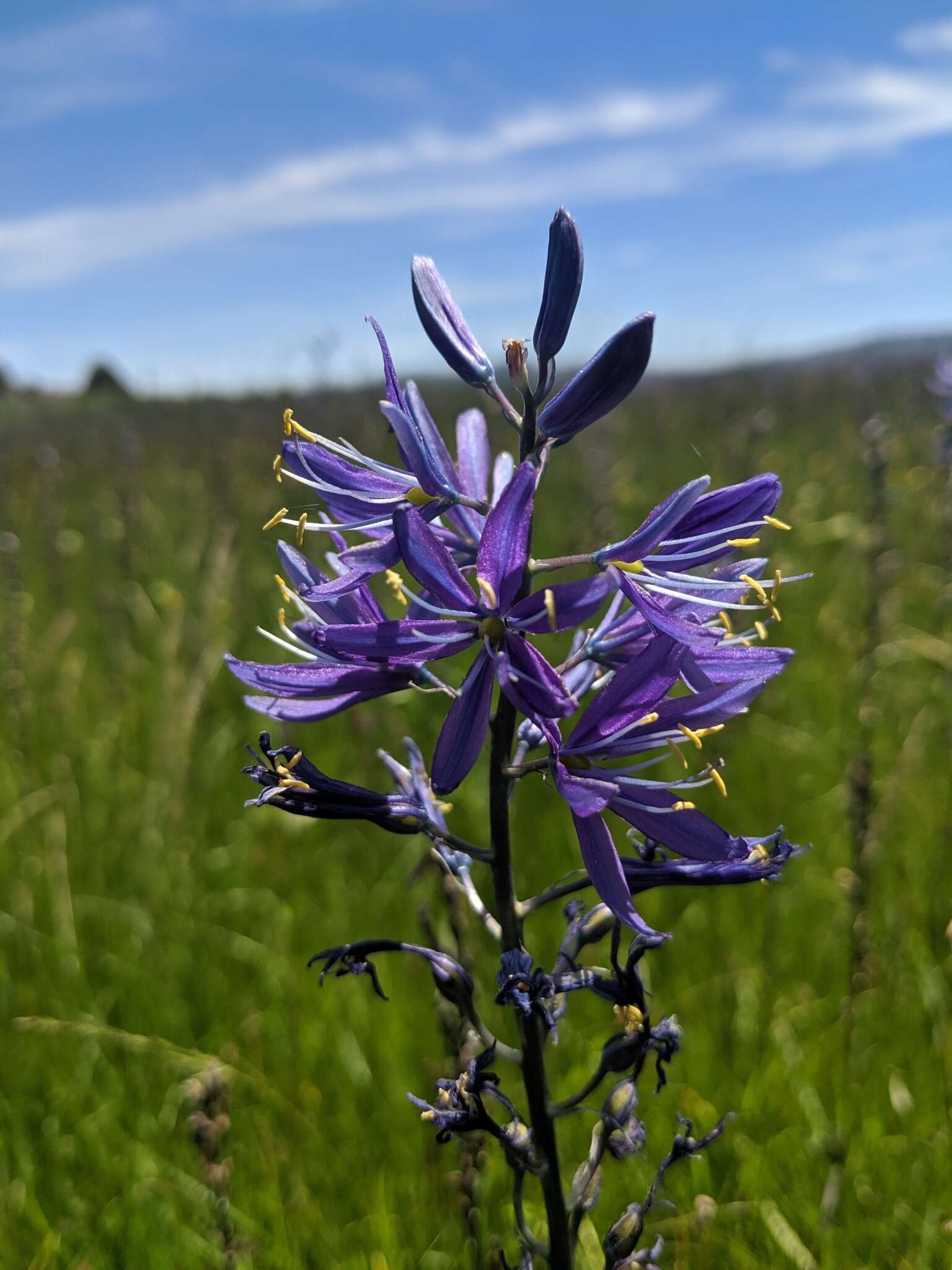 Imagem de Camassia quamash subsp. breviflora Gould