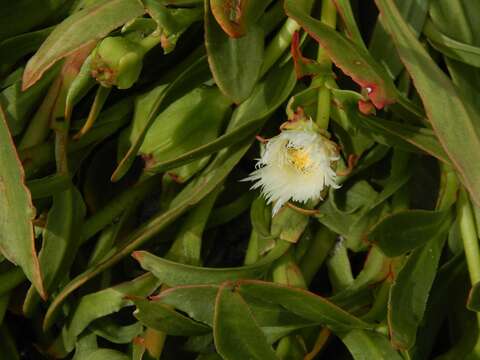 صورة Skiatophytum tripolium (L.) L. Bol.