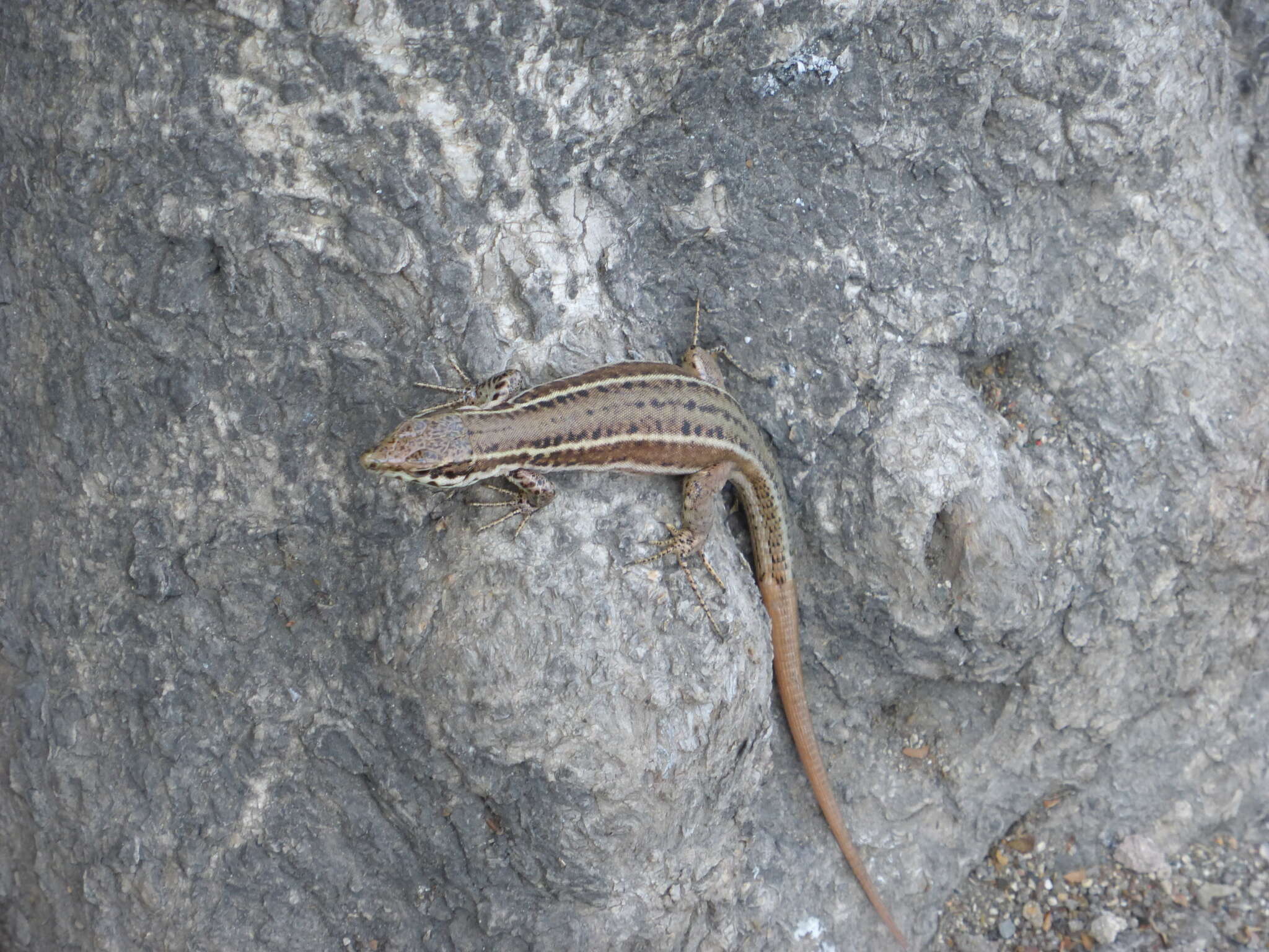 Imagem de Podarcis filfolensis maltensis Mertens 1921