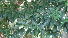 Image of Reevesia formosana Sprague
