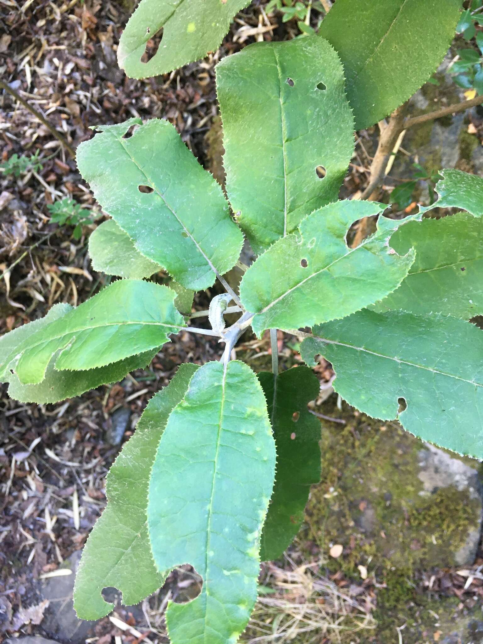 Plancia ëd Acrisione denticulata (Hook. & Arn.) B. Nord.