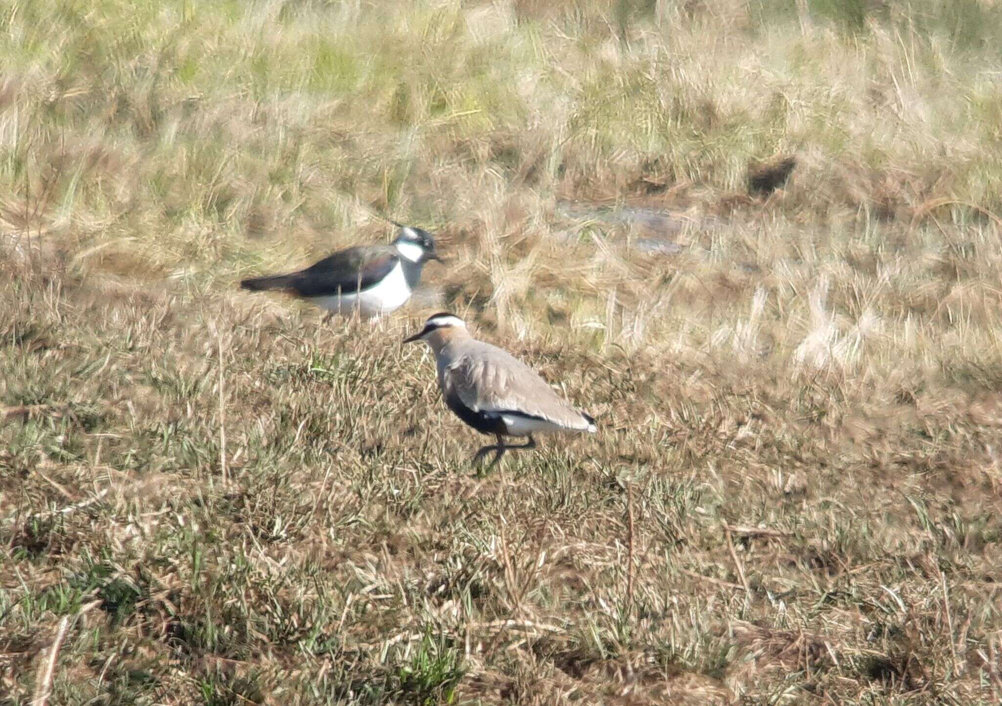 Image of Sociable Lapwing