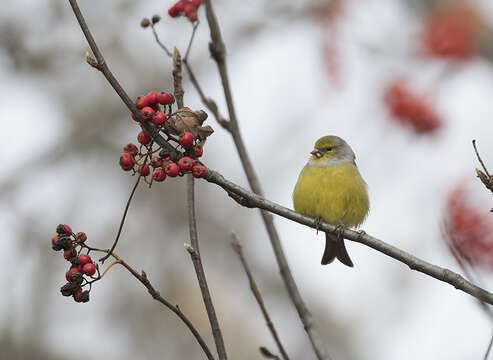 Image of Alpine Citril Finch