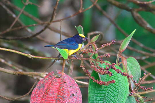 Image of Orange-bellied Euphonia