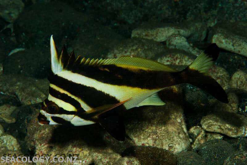 Image of Blacktip morwong