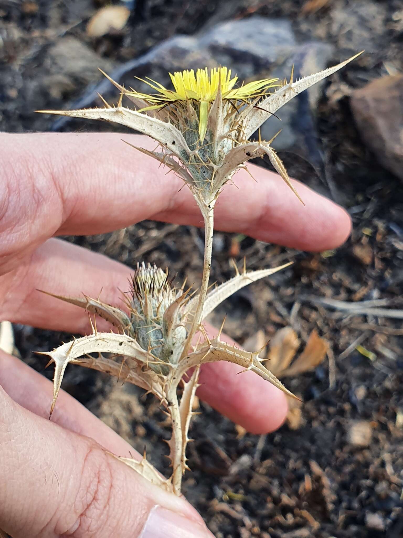 Image of Carlina racemosa L.