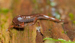 Image of Pygmy Salamander