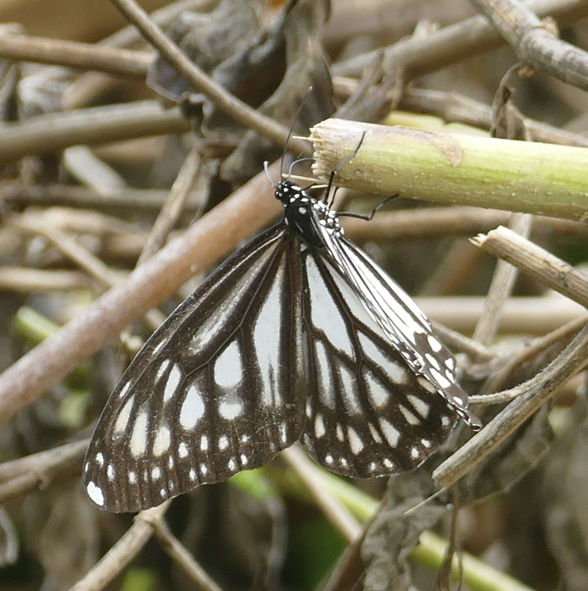 Sivun Danaus (Anosia) ismare Cramer 1782 kuva