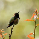 Image of Wine-throated Hummingbird