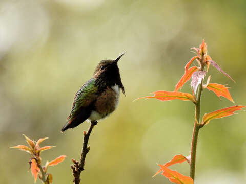 Image of Wine-throated Hummingbird