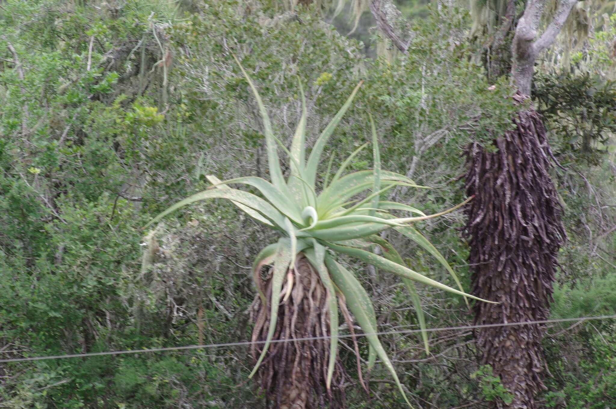 Image of Aloe speciosa Baker