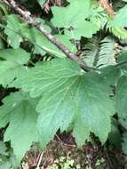 Image of Actaea elata var. elata