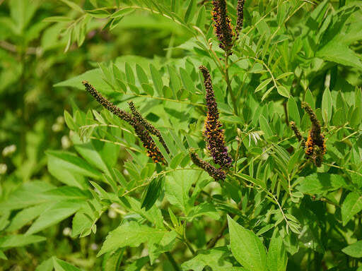 Image of desert false indigo