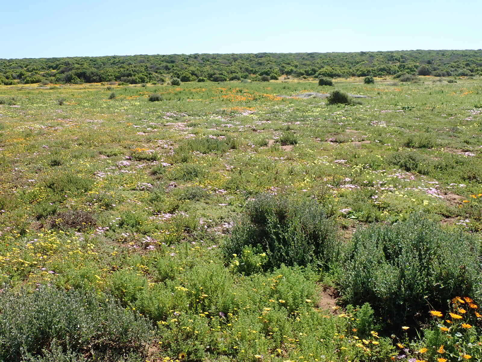 صورة Cleretum bellidiforme (Burman fil.) G. D. Rowley