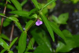 Impatiens tomentosa Heyne ex Wight & Arn. resmi