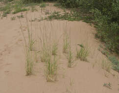 Image of Elymus fibrosus (Schrenk) Tzvelev