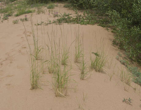 Imagem de Elymus fibrosus (Schrenk) Tzvelev