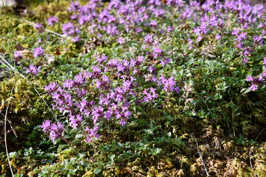 صورة Thymus reverdattoanus Serg.