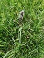 Image of Creeping Foxtail