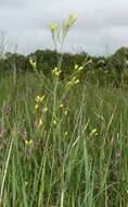 Image of Sisymbrium polymorphum (Murray) Roth