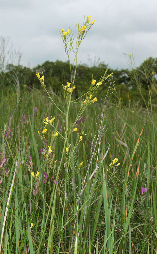 Plancia ëd Sisymbrium polymorphum (Murray) Roth