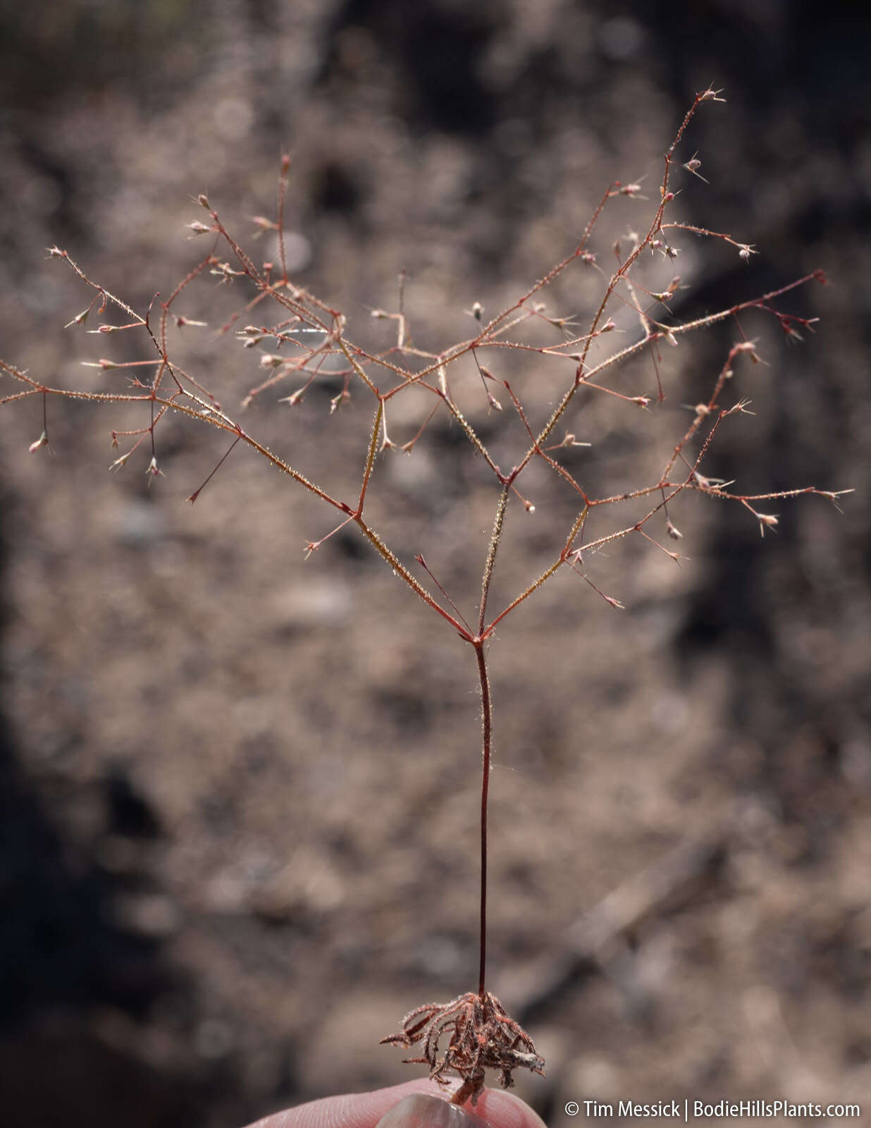 Image of narrowleaf oxytheca