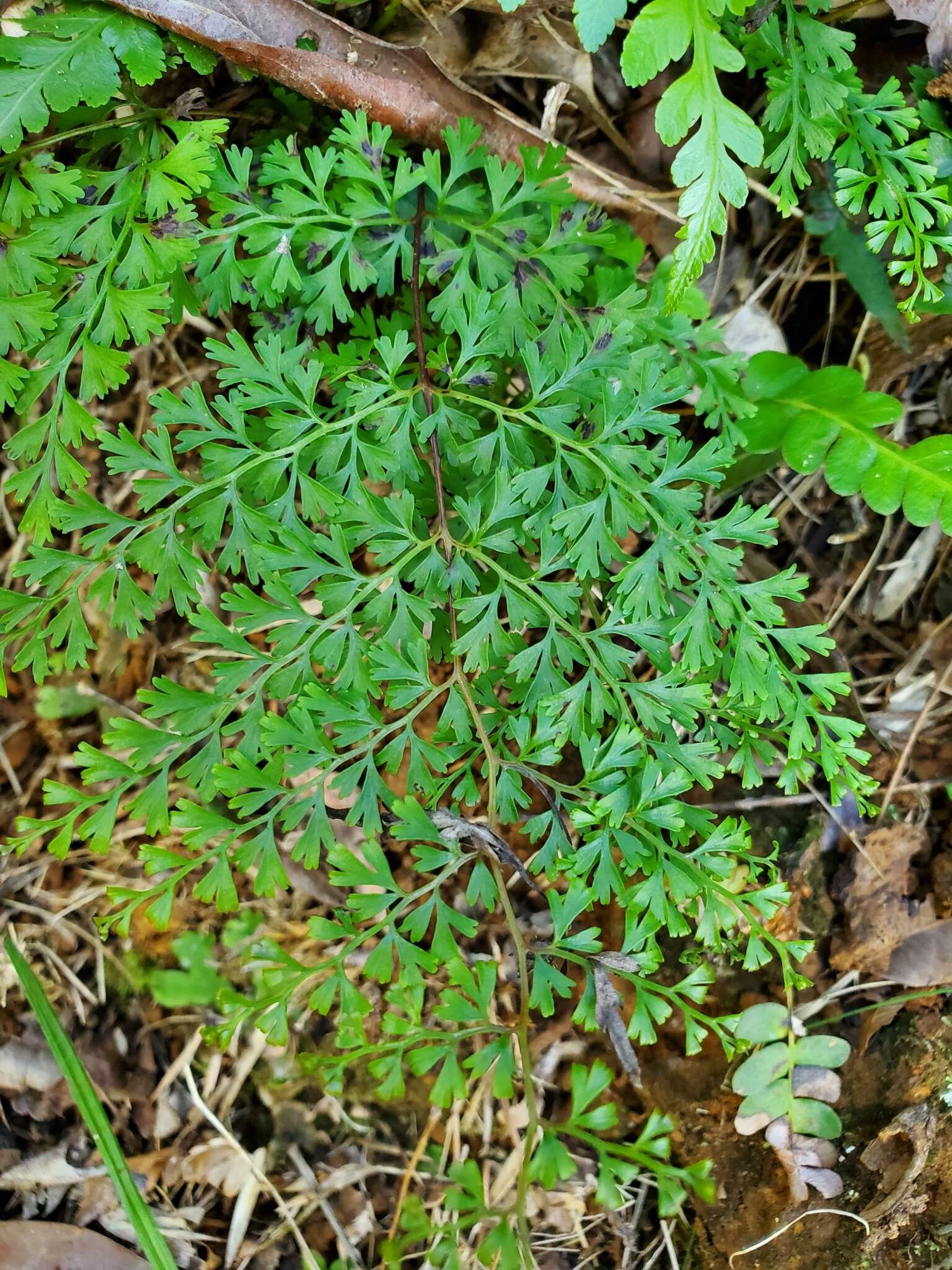 Image of thicket creepingfern