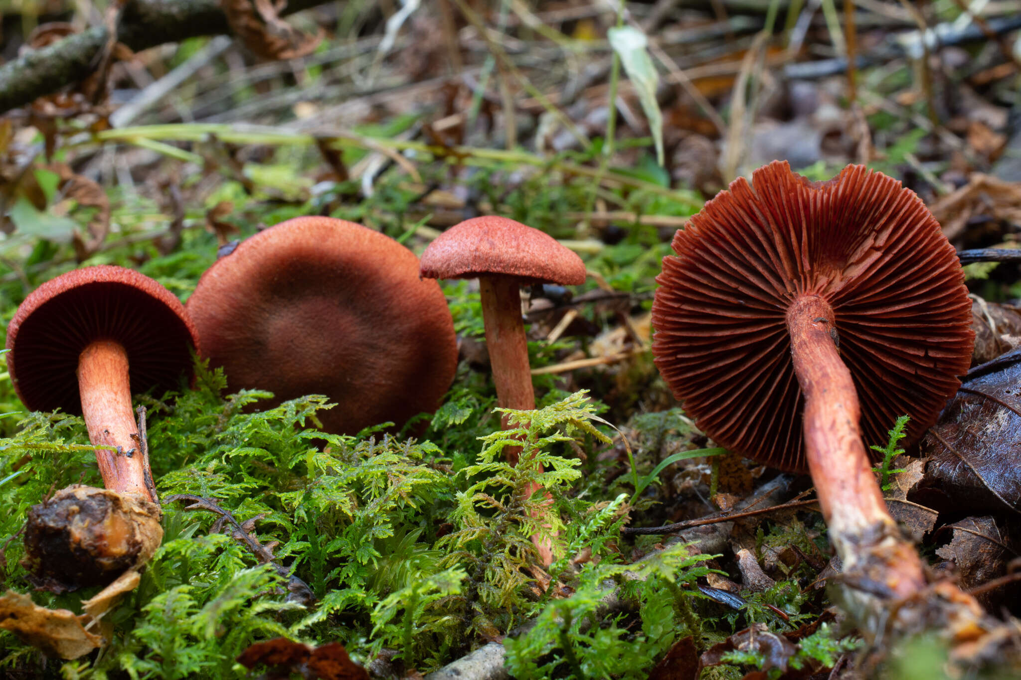 Image of Cortinarius harrisonii Ammirati, Niskanen & Liimat. 2013