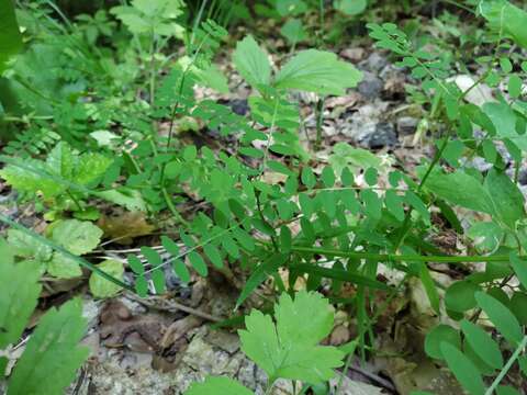 Image of wood vetch