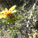 Слика од Roepera spinosa (L.) Beier & Thulin