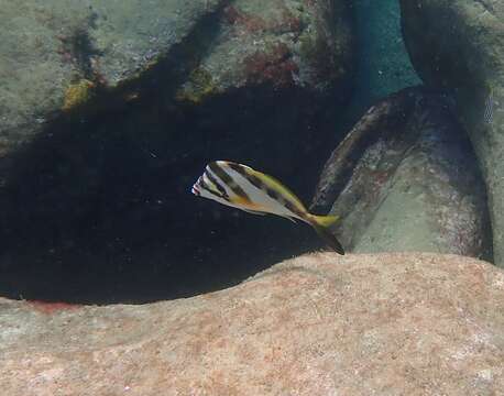 Image of Crested morwong