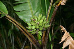 Image of Musa monticola M. Hotta ex Argent