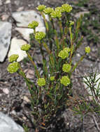 Image of Crassula subulata L.