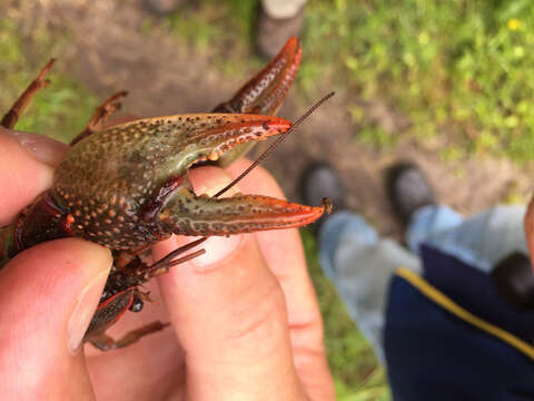 Image of <i>Lacunicambarus polychromatus</i>