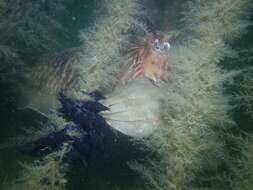 Image of Common Cuttlefish