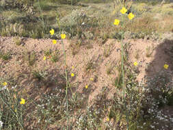 Image of California suncup