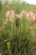 Image of Variable stork's-bill