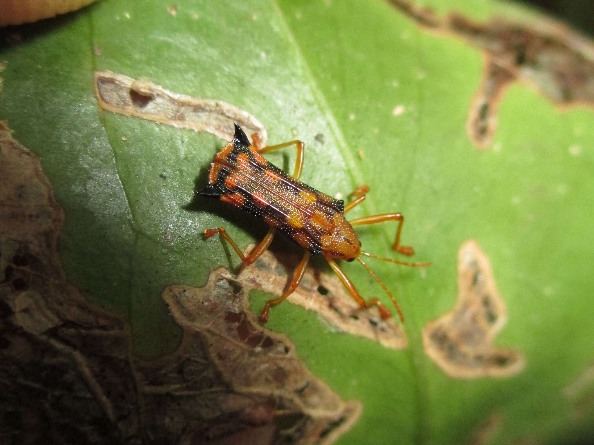 Image of Sceloenopla pretiosa (Baly 1858)