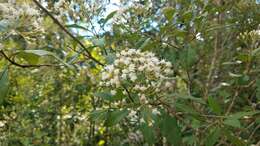 Image of Ageratina ligustrina (DC.) R. King & H. Rob.