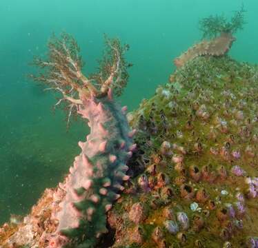 Image of Thorny sea cucumber