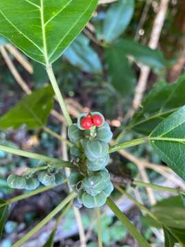 Image of Claoxylon hillii Benth.