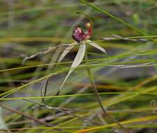 Image of Southern spider orchid