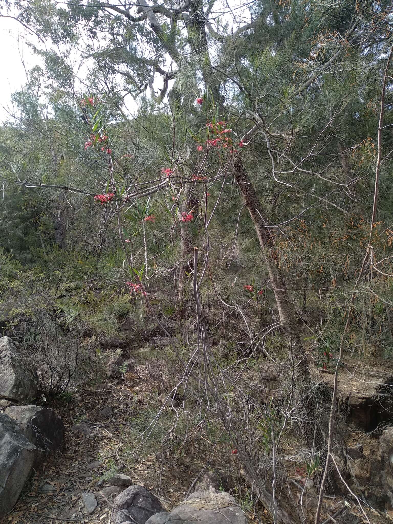 Imagem de Grevillea oleoides Sieber ex Schult.