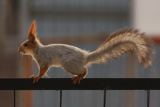 Image of <i><i>Sciurus</i></i> (Sciurus) <i>vulgaris exalbidus</i> Pallas 1778