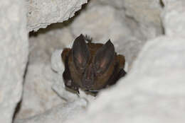 Image of Cozumelan golden bat
