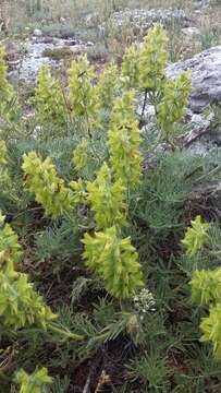 Imagem de Salvia scabiosifolia Lam.