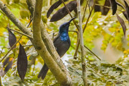 Image of Green-headed Sunbird