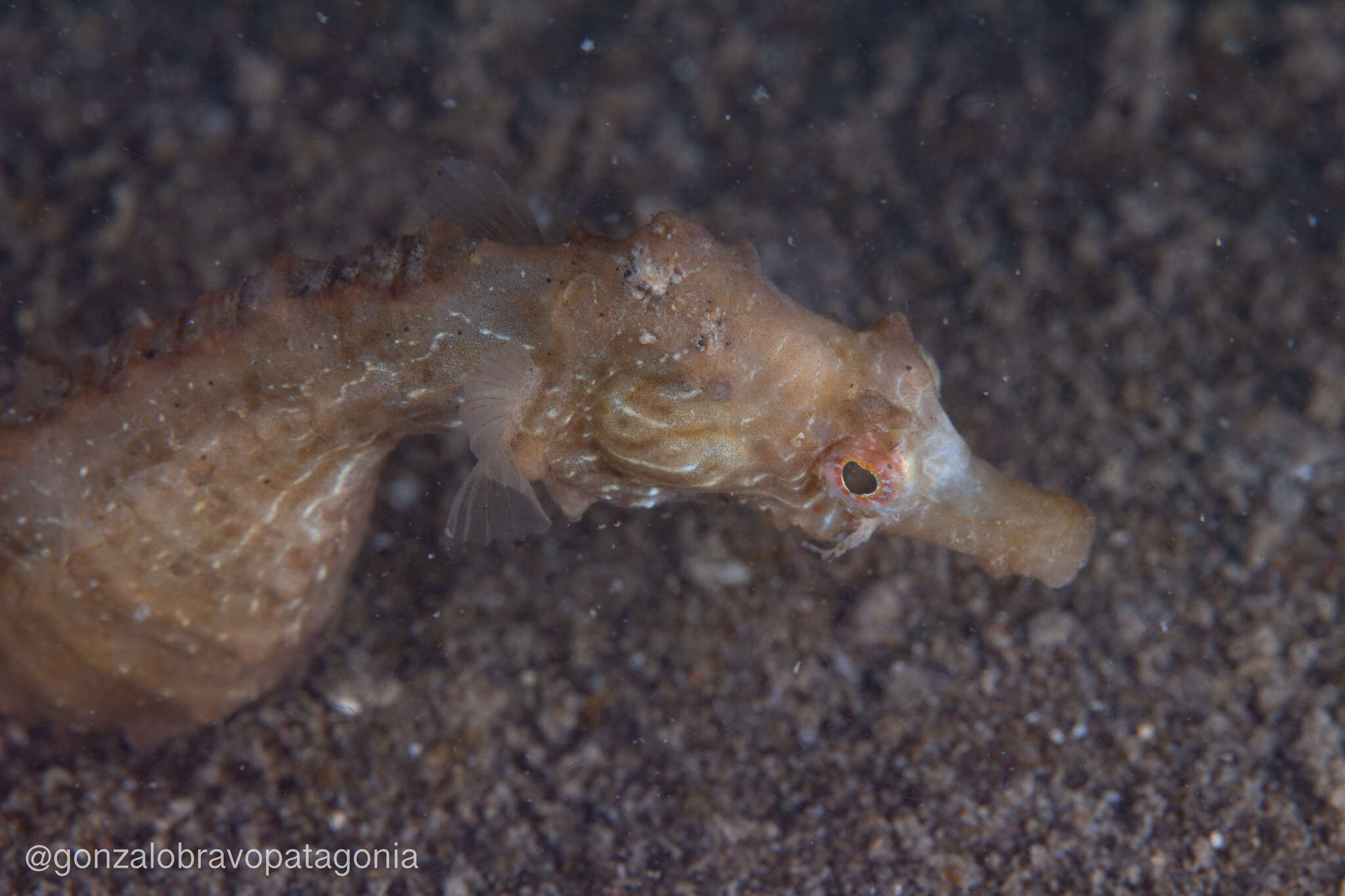 Image of Patagonian Seahorse